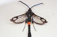 Synanthedon myopaeformis