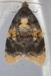 Spatalistis bifasciana