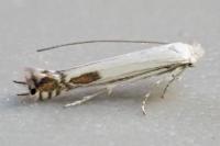 Lyonetia clerkella
