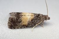 Endothenia nigricostana
