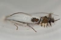 Lyonetia clerkella