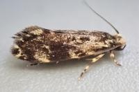 Dryadaula heindeli
