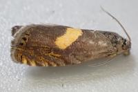 Dichrorampha petiverella
