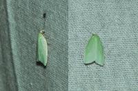 Tortrix viridana