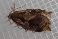 Archips crataegana