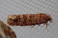 Lozotaeniodes formosana