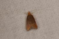 Eurodachtha pallicornella