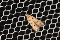 Pseudotelphusa occidentella
