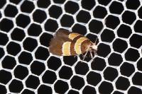 Goidanichiana jourdheuillella