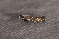 Parectopa ononidis