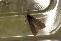 Heterogynis penella