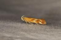 Mirificarma eburnella