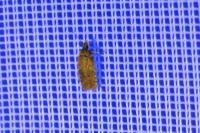 Agonopterix