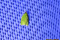 Tortrix viridana