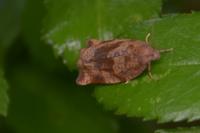Archips crataegana