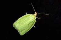 Tortrix viridana