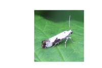 Prays fraxinella