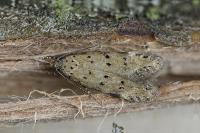 Pseudotelphusa paripunctella