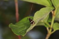 Adela australis