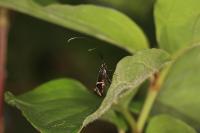 Adela australis