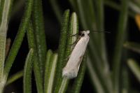 Pseudopostega chalcopepla