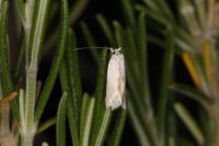 Pseudopostega chalcopepla