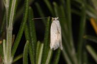 Pseudopostega chalcopepla