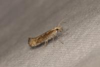 Plutella xylostella