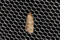 Isotrias stramentana