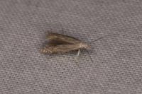 Isophrictis
