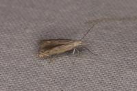 Isophrictis