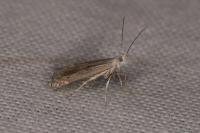 Isophrictis