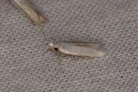 Pseudopostega chalcopepla