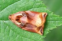 Archips podana