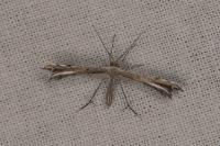 Gypsochares bigoti