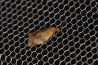 Clepsis consimilana