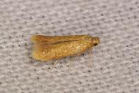 Tischeria