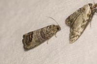 Cydia pomonella