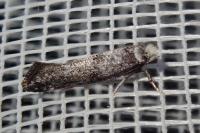 Paraswammerdamia