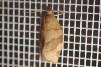 Pandemis cerasana