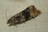 Orthotaenia undulana