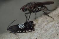Grapholita compositella