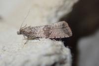 Celypha striana