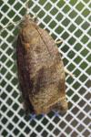 Archips crataegana