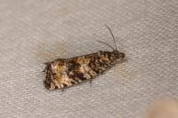 Celypha lacunana