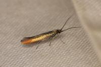Coleophora