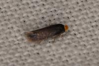 Stigmella