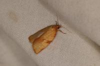 Lozotaenia cupidinana