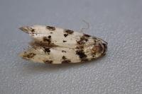 Pseudotelphusa scalella