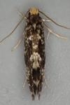 Nemapogon koenigi
